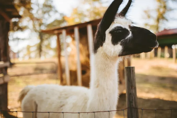 a close up of a llama