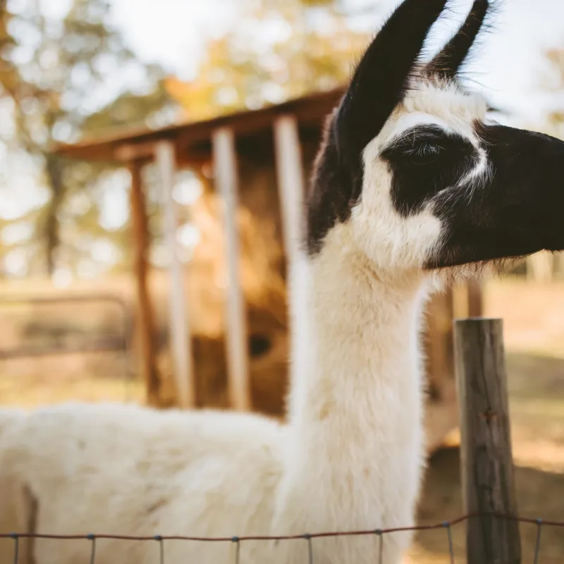a close up of a llama